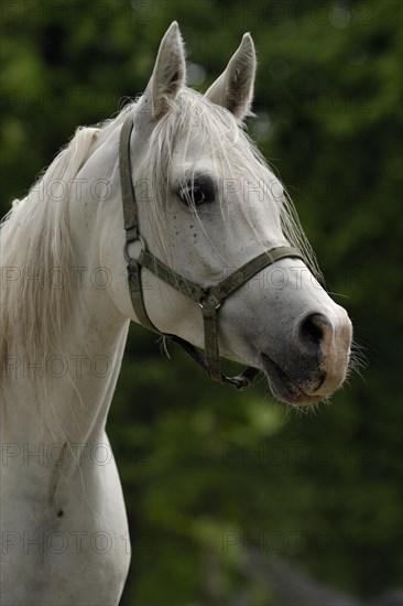 Arabian thoroughbred