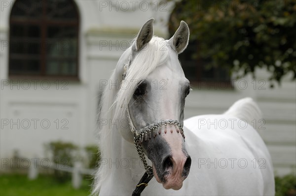 Arabian thoroughbred