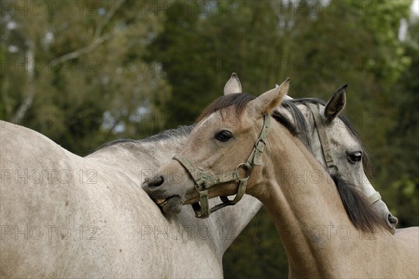 Arabian thoroughbred