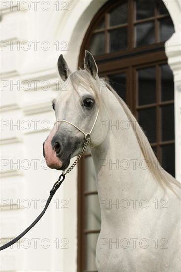 Arabian thoroughbred