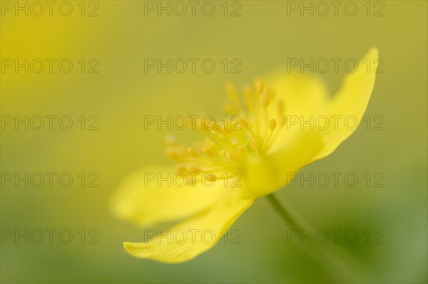 Yellow Anemone