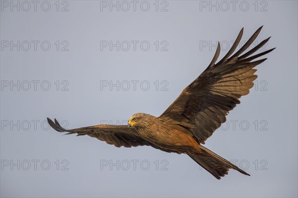 Black kite