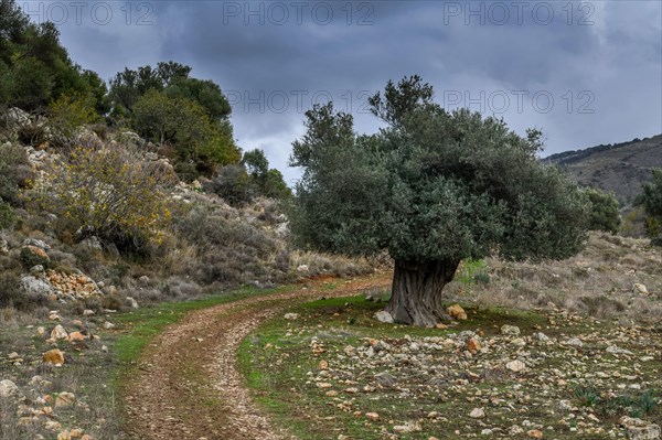 Olive tree