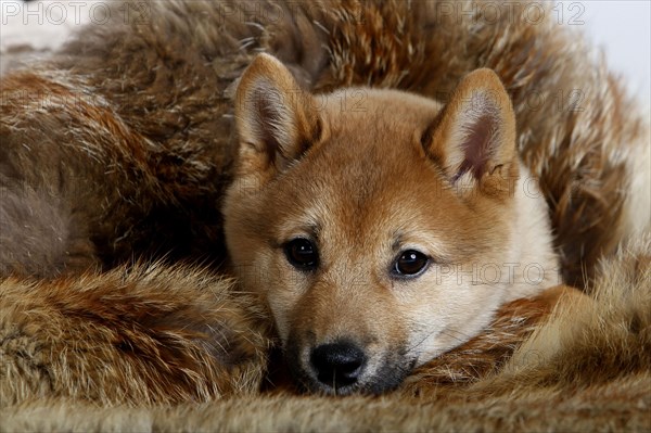 Shiba-Inu