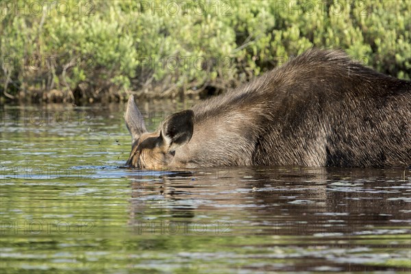 American elk