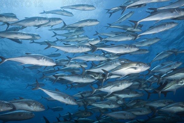 Shoal of Bigeye Trevally