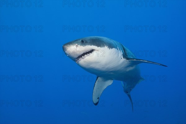 Great white shark