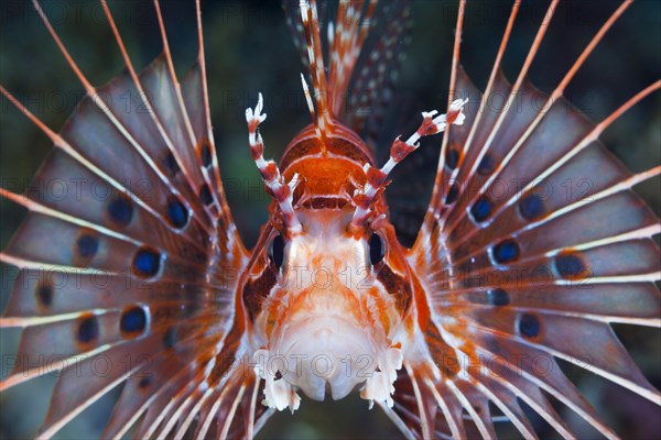 Broadbarred firefish