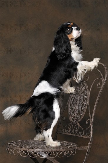 Cavalier King Charles Spaniel