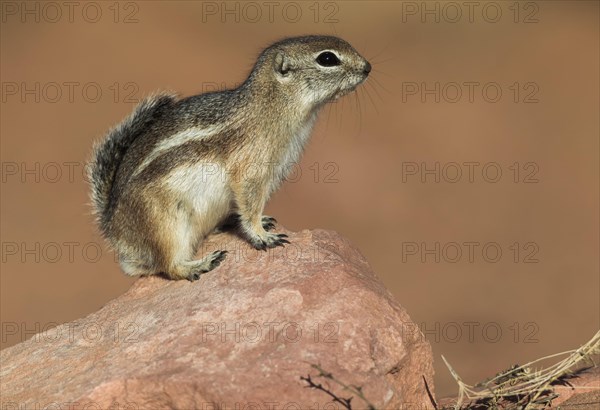 White-tailed antelope squirrel