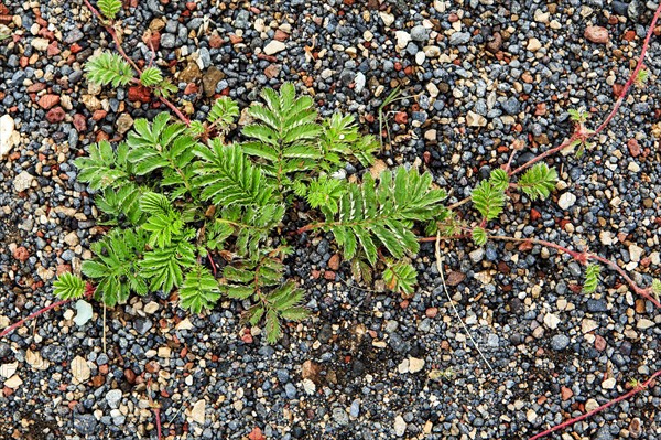 Silverweed