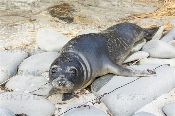 Sealion Island