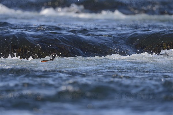 Harlequin duck