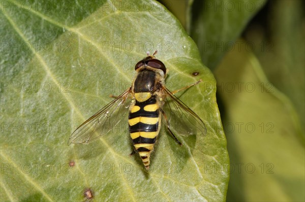 Common Syrphus ribesii