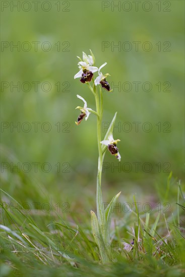 Late spider-orchid