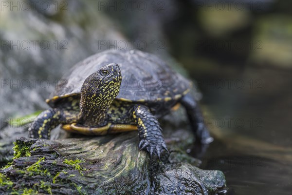 European Pond Terrapin