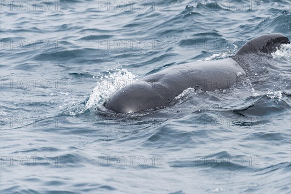 Long-finned pilot whale