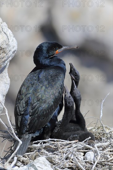 Cape Cormorant