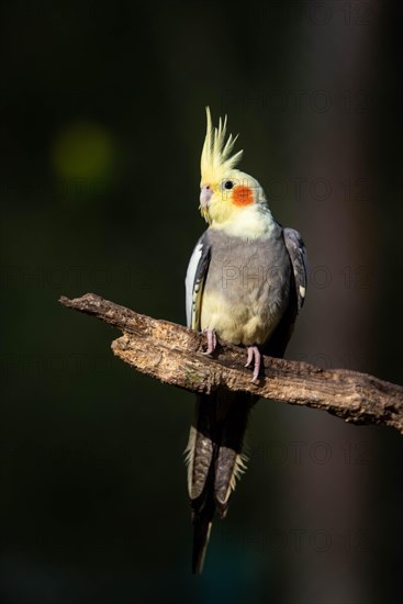 Cockatiel