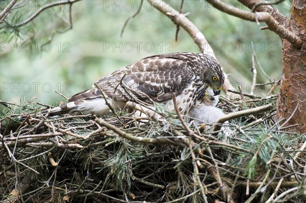 Northern goshawk