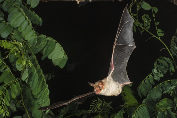 Greater mouse-eared bat