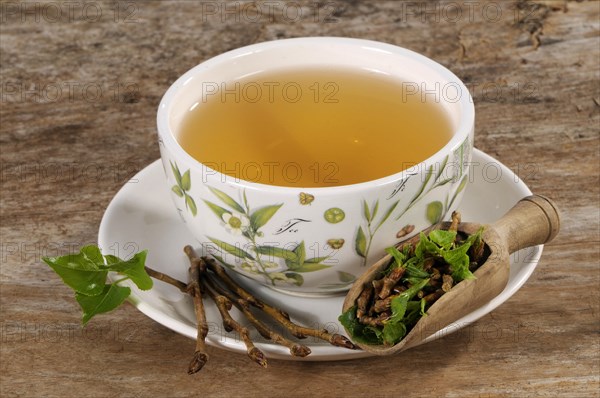 Cup black poplar bud tea