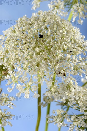 Wild carrot