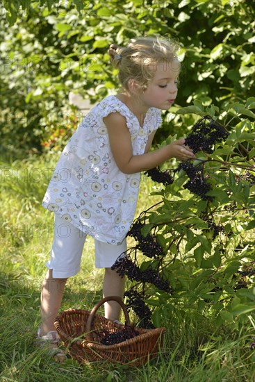 Girl harvesting elderberries