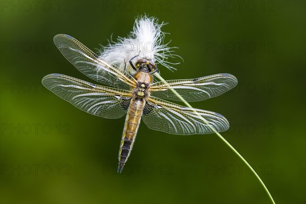 Four-spotted chaser