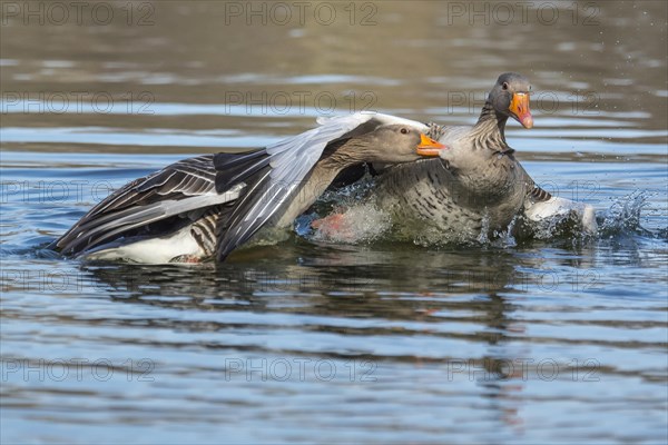 Greylag geese