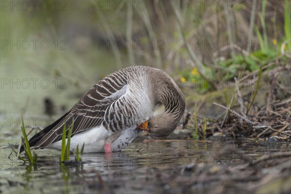 Greylag goose