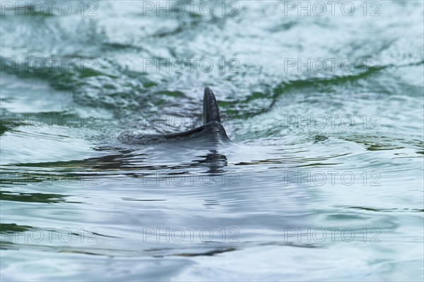 Harbour porpoise