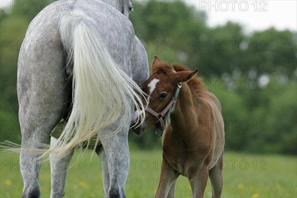 Arabian thoroughbred