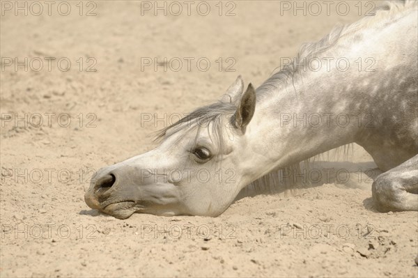 Arabian thoroughbred