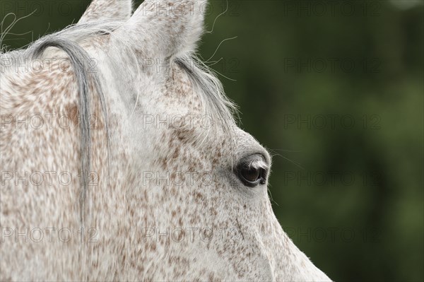 Arabian thoroughbred