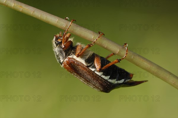 Cockchafer