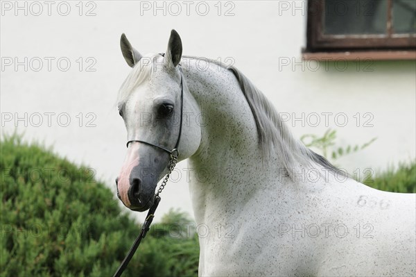 Arabian thoroughbred