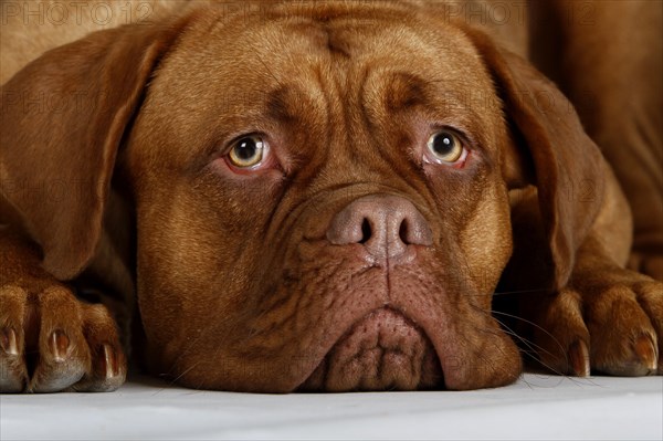 Dogue de Bordeaux