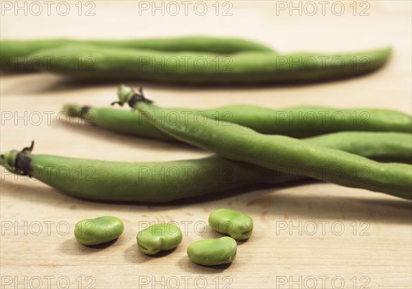 Fava Bean