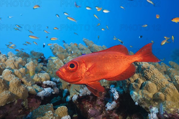 Common Bigeye