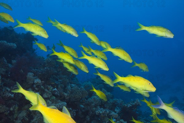 Shoal of Goldspotted Goatfish