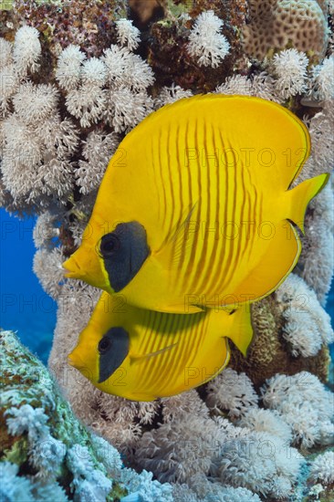 Pair of masked butterflyfish