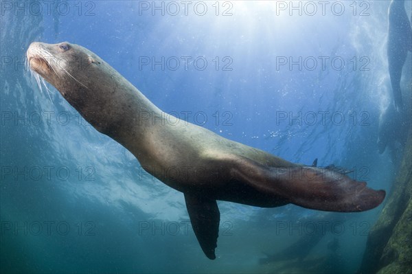 California sea lion