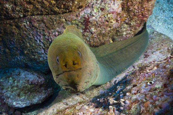 Panamic Green Moray Eel