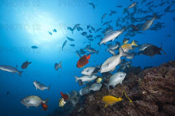 Shoal of bluegill at cleaning station