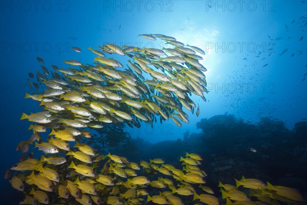 Shoal of bigeye snapper and five-striped snapper