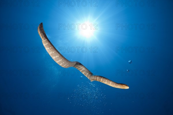 Flat-tailed sea snake