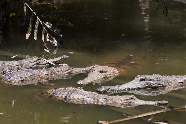 Freshwater crocodile