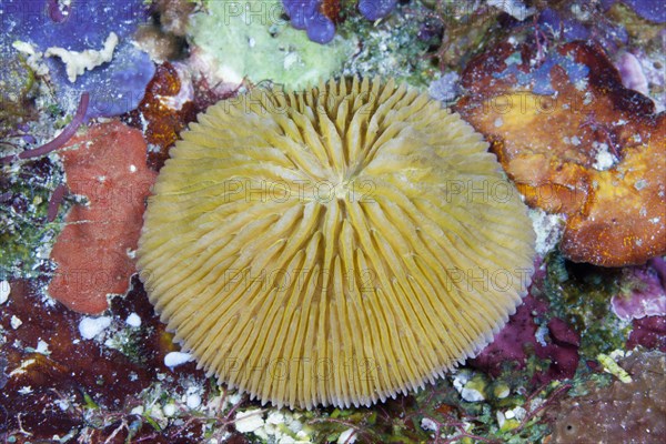 Mushroom coral