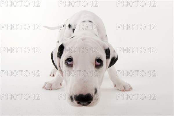 Dalmatian